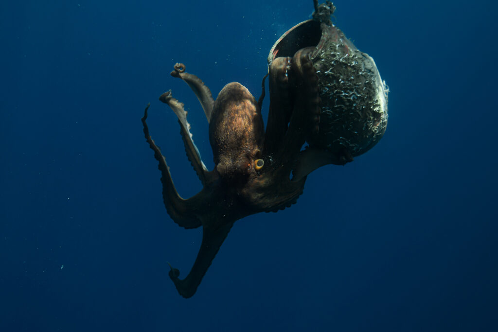 Before the Last Octopus: Welsh Premiere in Swansea