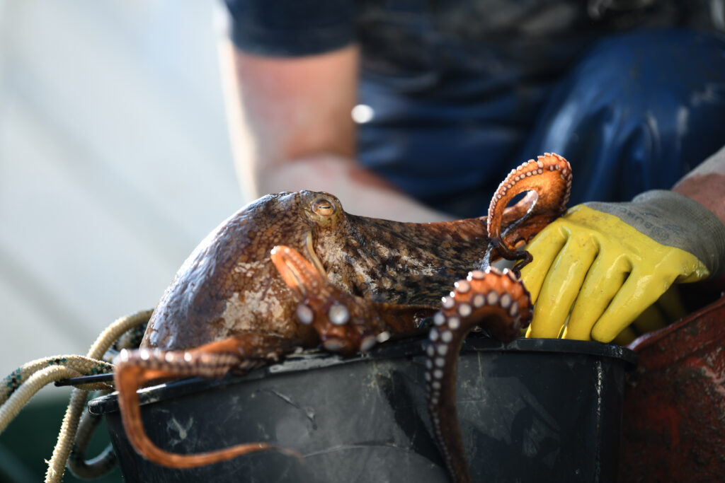 Before the Last Octopus: UK Premiere in Devon